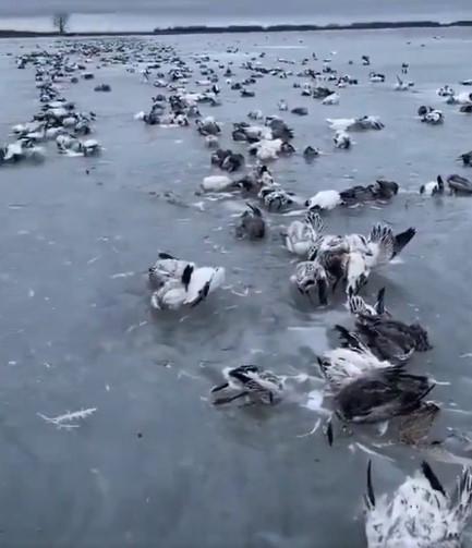 Doğu Türkistan'da eksi 52 derece soğuk nedeniyle yüzlerce kuş donarak öldü