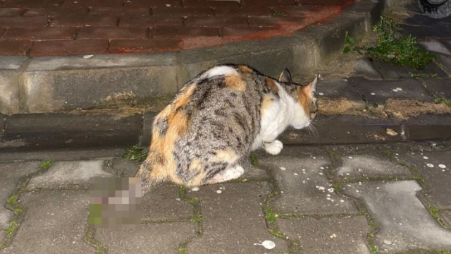 Bursa İnegöl'de kan donduran kedi katliamı! Annenin kuyruğunu, yavrularının ise başlarını kestiler