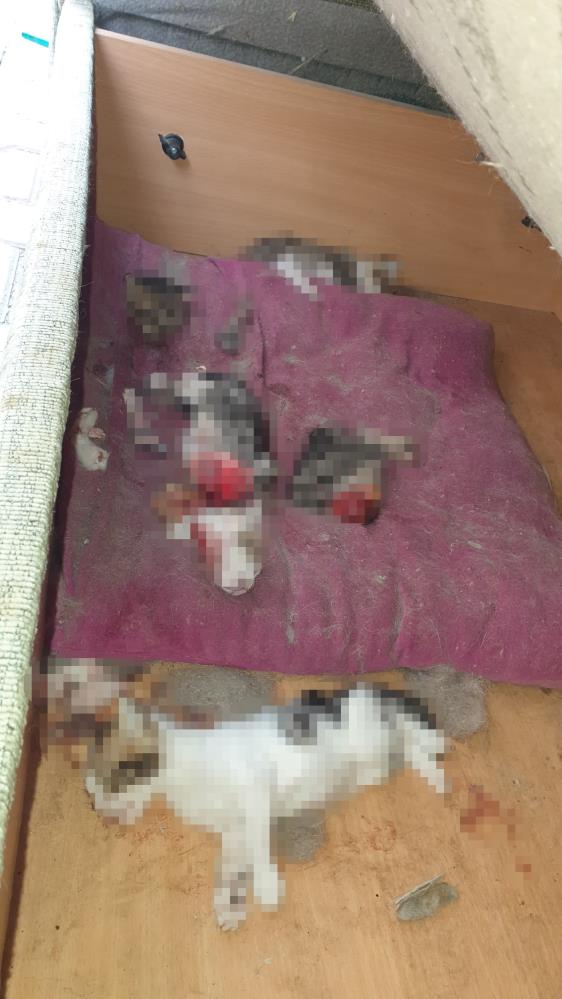 Atıl haldeki kanepenin atlında 6 yavru kedi kafaları ve patileri kesilmiş halde bulundu