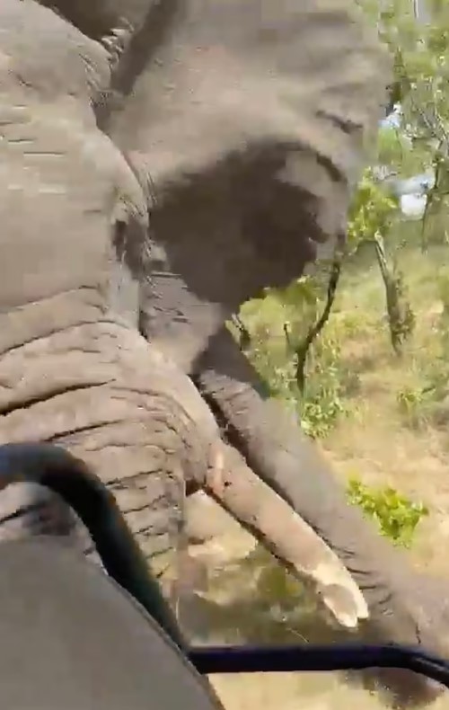 Zambiya'da Dev Fil Safariye Çıkan Turistlerin Aracına Saldırdı