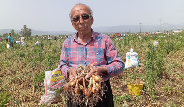 Satamadığı soğanı bedava yapınca 3 bin kişi tarlaya akın etti