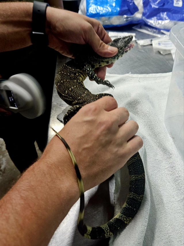 Güney Afrika'da polise yakalanan hayvan kaçakçısı, zehirli yılana kendisini ısırtarak intihar etti